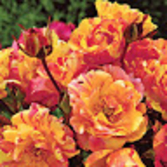 Meet your Posher, Orange - Picture 1 of 1